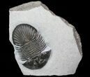 Scabriscutellum Trilobite - Tiny Eye Facets #71570-1